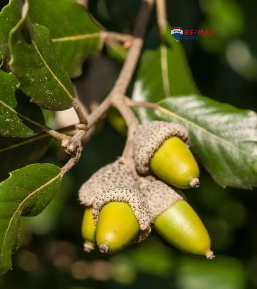 Jardín de Terreno en venta en La Roca de la Sierra 