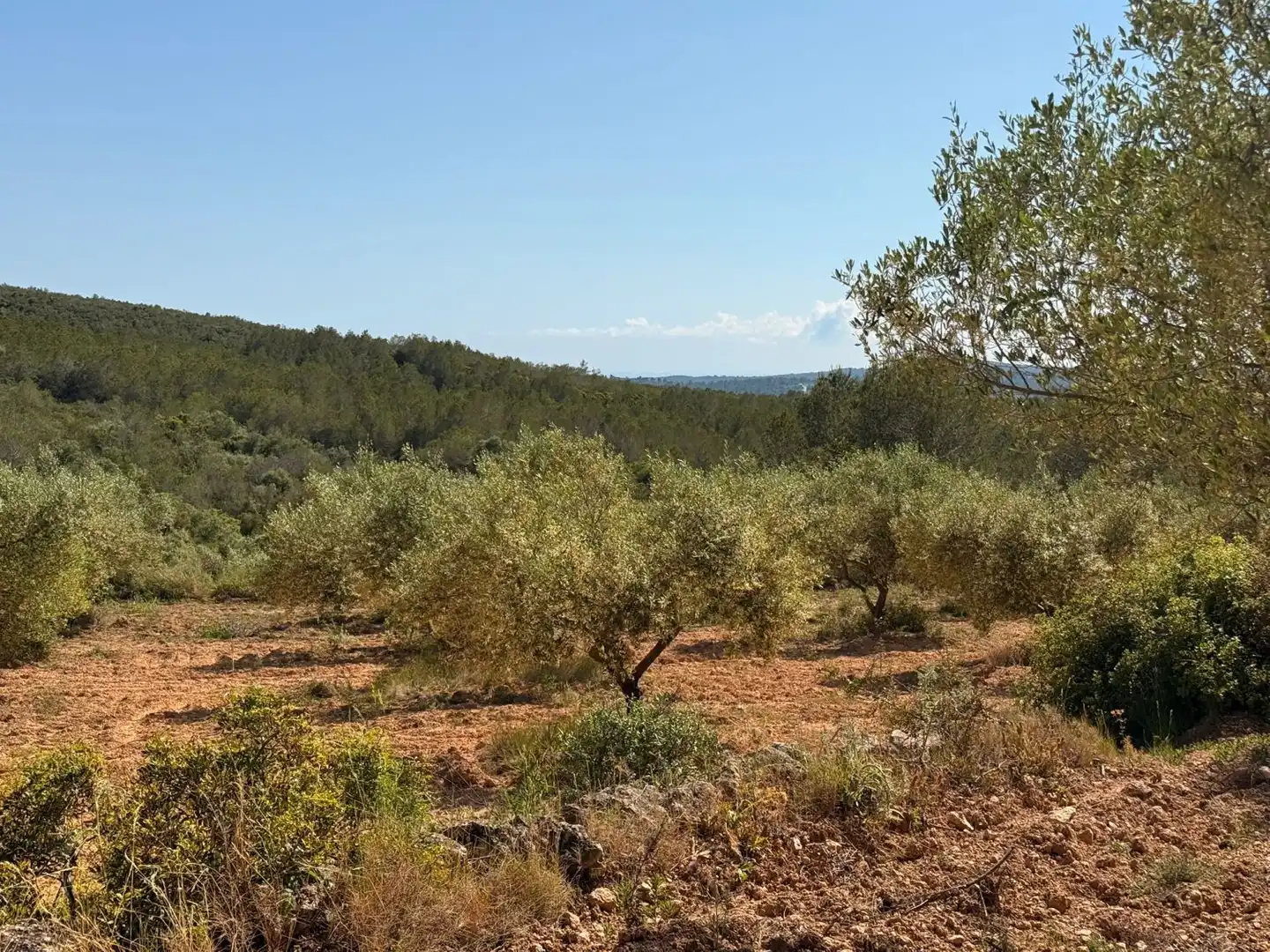 Finca rústica en venda a Vespella de Gaià