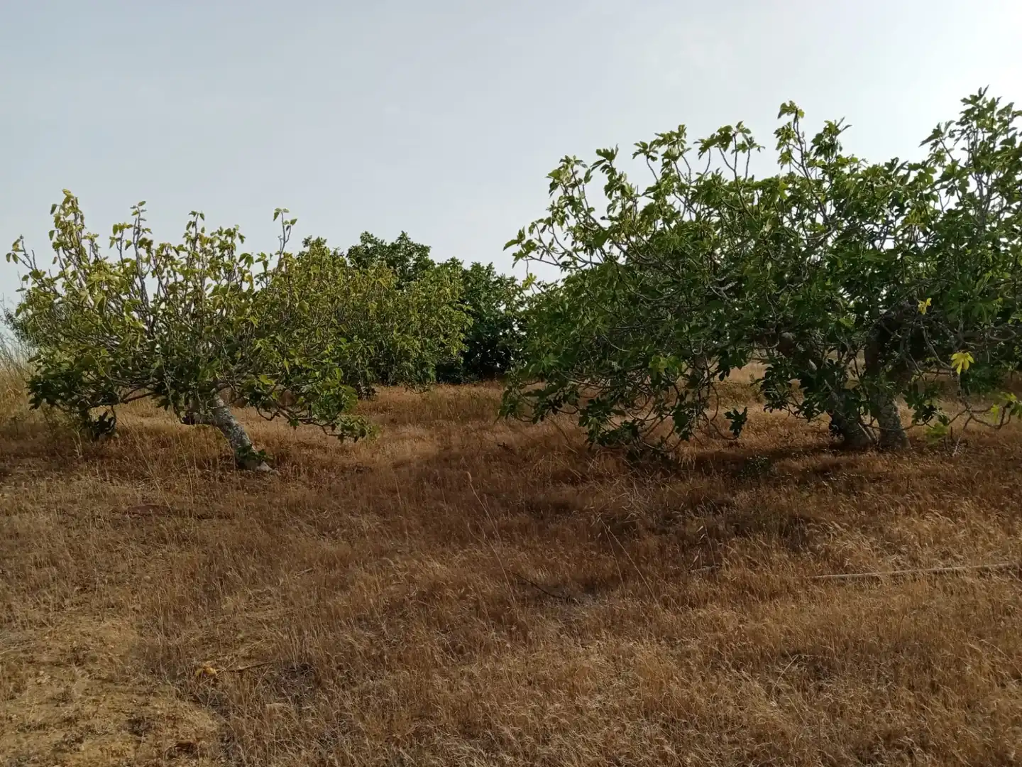 Terreny rústic en venda a Medina Sidonia, imagen 13