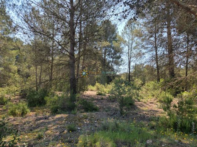 Terreno en Venta en Calle Petra Julve, 90 en Bellús