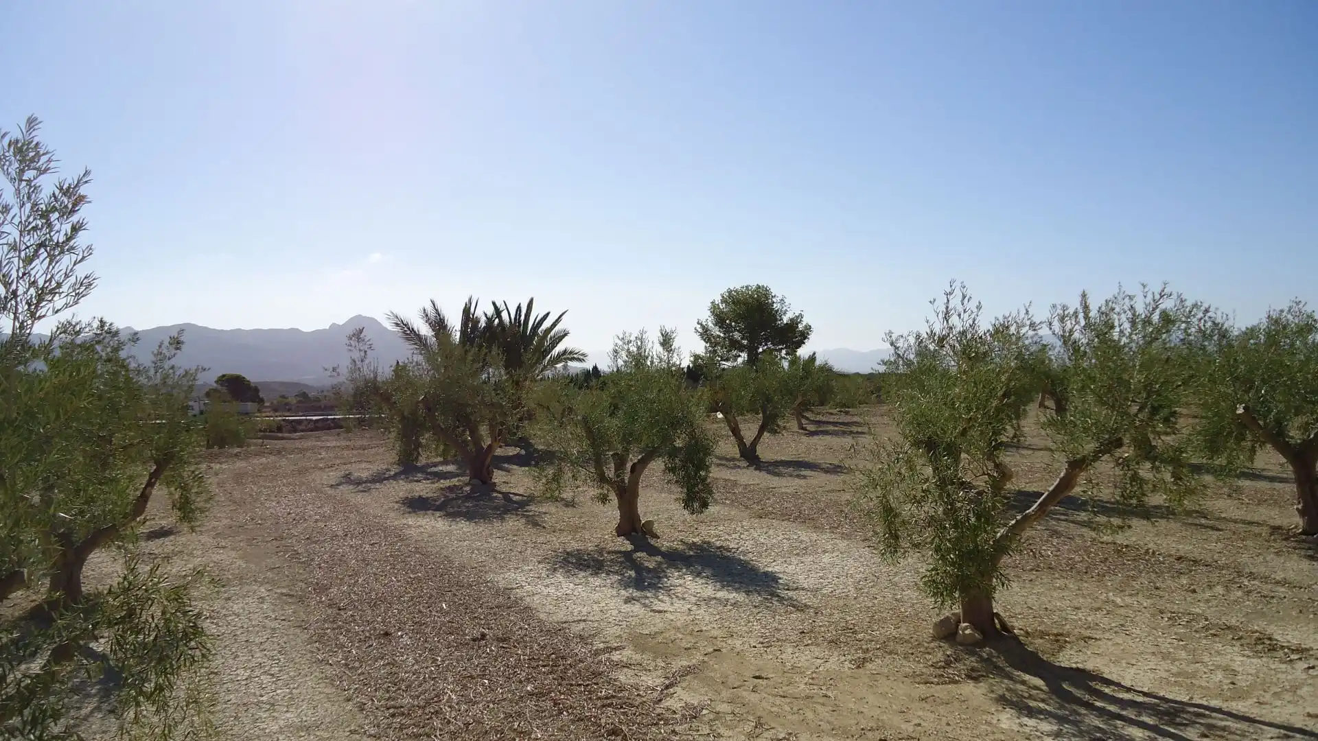 Lands and plots for sale in Abanilla, imagen 11