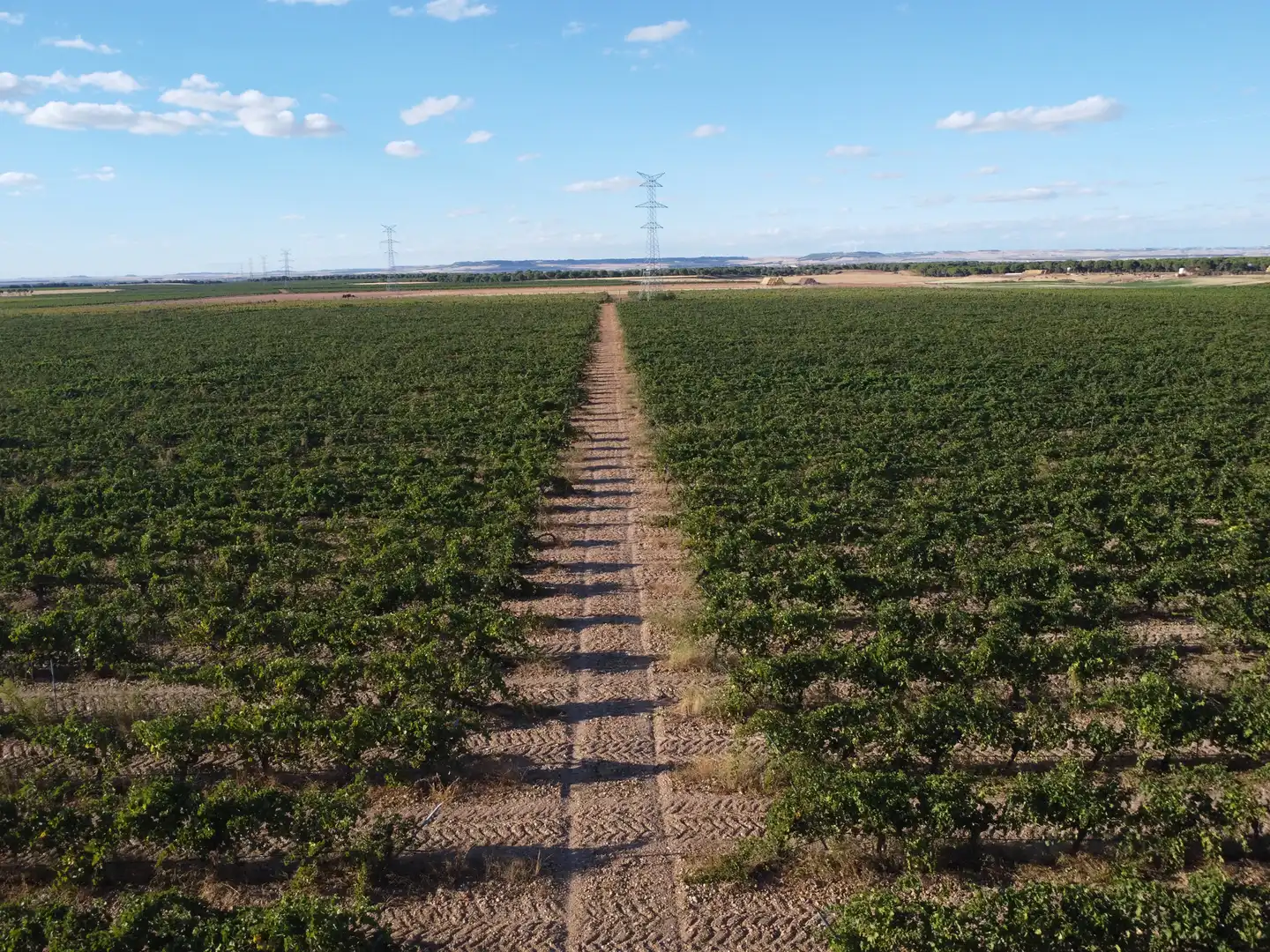 Terreno rustico in vendita a Rueda, imagen 22