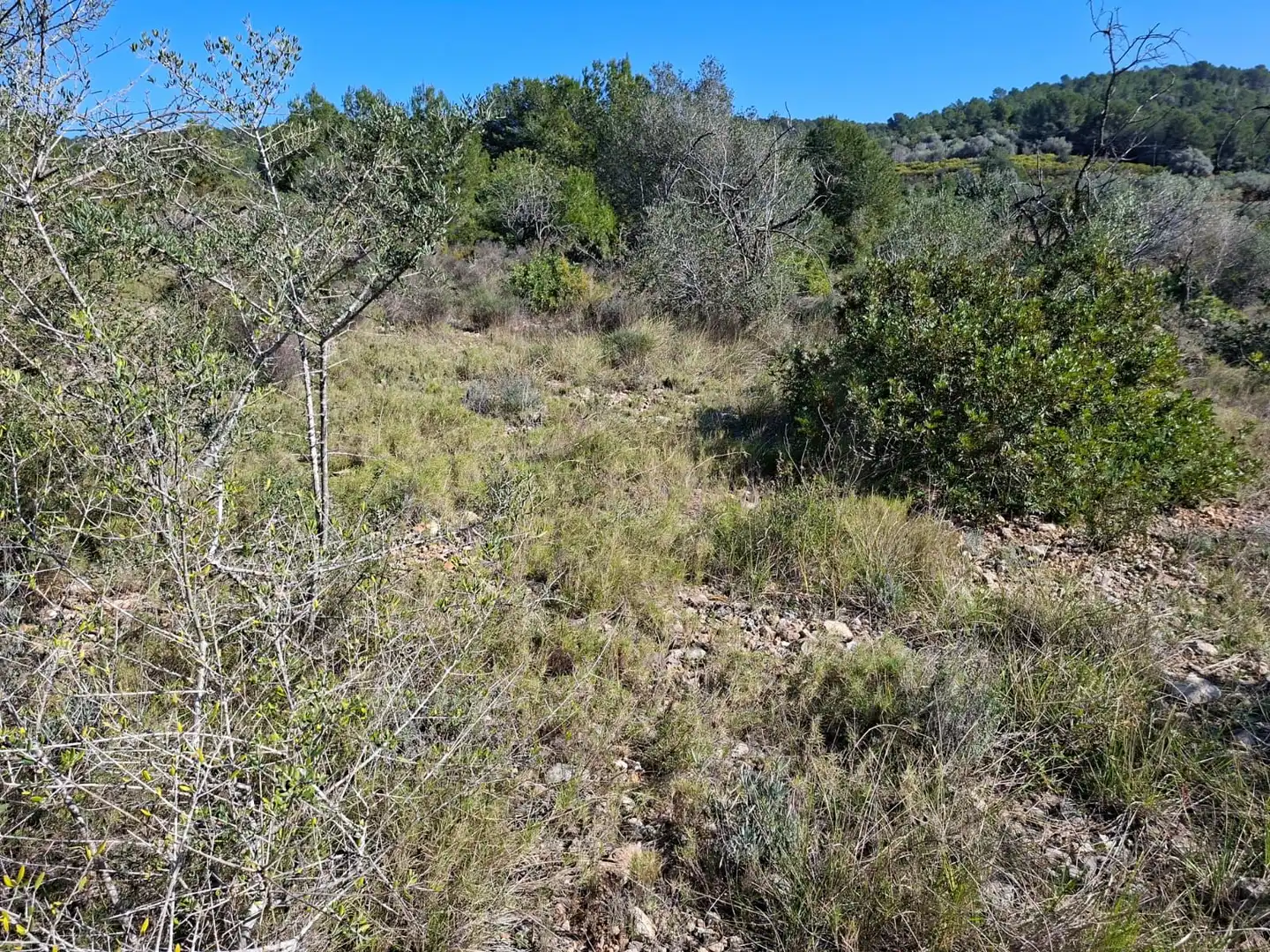 Terreny rústic en venda a Ulldecona, imagen 16