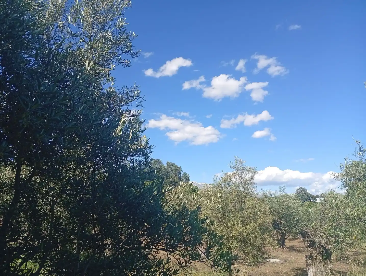 Maison à vendre à Villanueva de la Vera, imagen 89