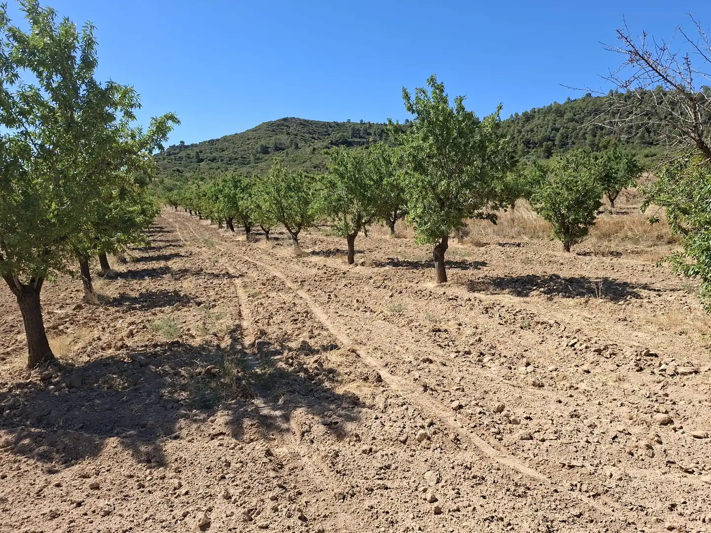 Terreno en venta en Maella