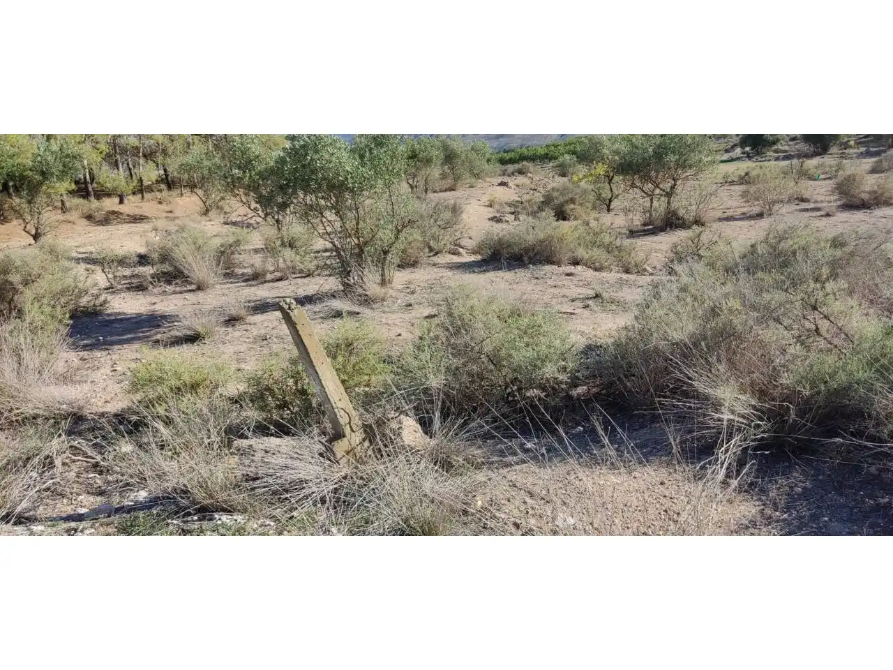 Terrenos y solares en venta en Hellín, imagen 3