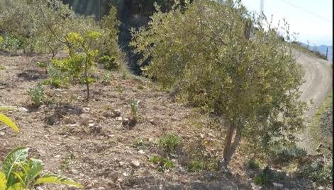 Photo 5 of Land for sale in Diseminado R37, 1, El Cortijuelo, Málaga Capital