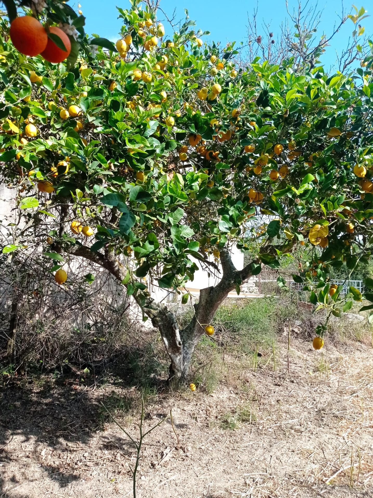 Finca rústica en venda a Costitx
