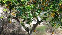 Finca rústica en venda a Costitx, imagen 2