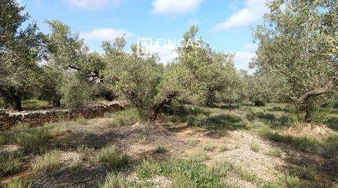 Foto 4 de Finca rústica en venta en Qjmj+85j, Camarles, Tarragona