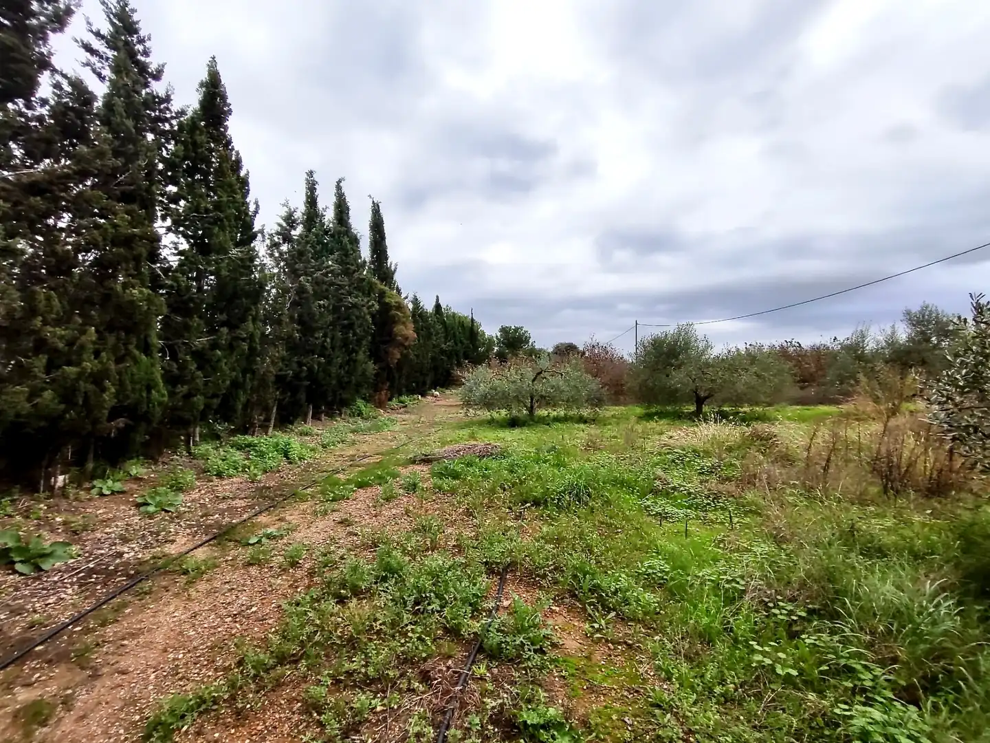 Land for sale in Vilallonga del Camp