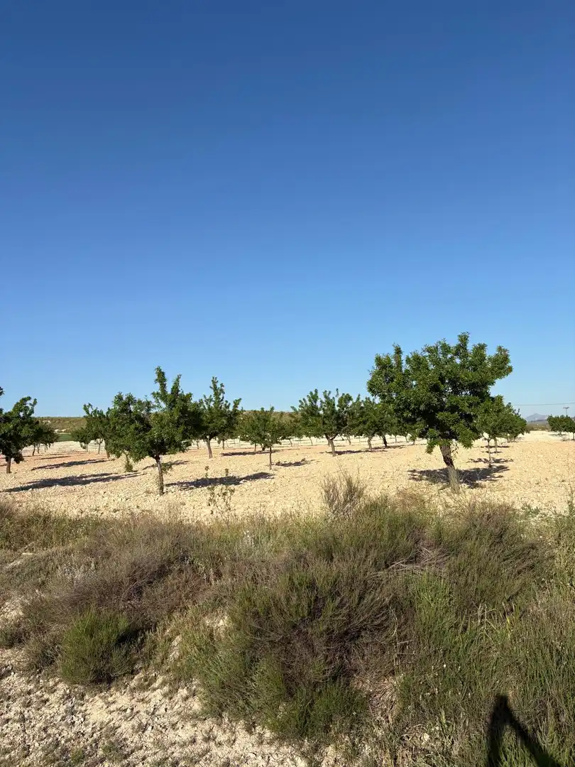 Country house for sale in Jumilla, imagen 40