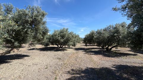 SE VENDE PARCELA 9.000M2 EN URBANIZACIÓN BÉTULA, immagine 5