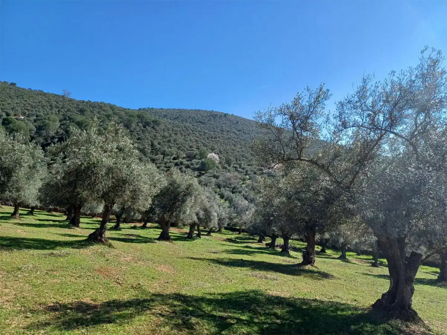 Finca rústica en venta en Fuentes de León