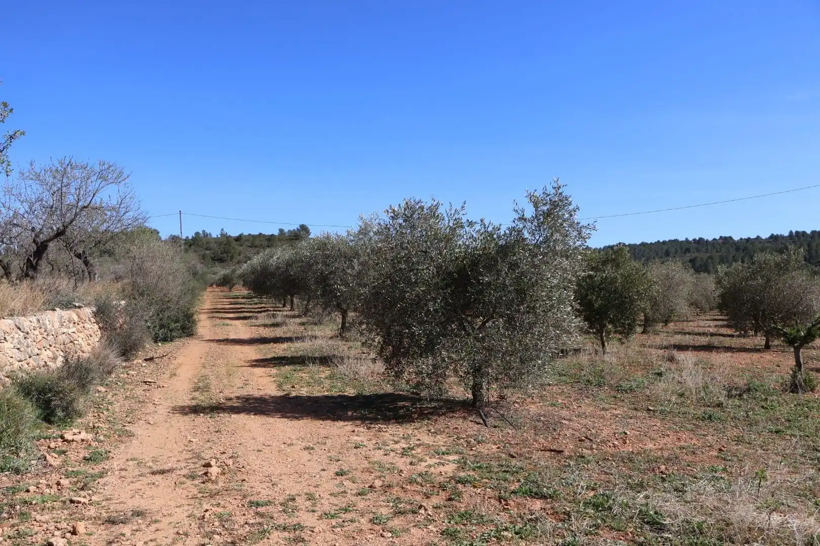 Terreno en venta en BARONA, Vall d'Alba