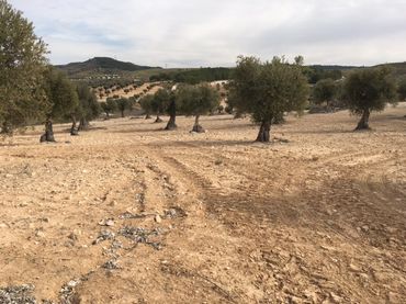 Terreno rustico in vendita a Chinchón