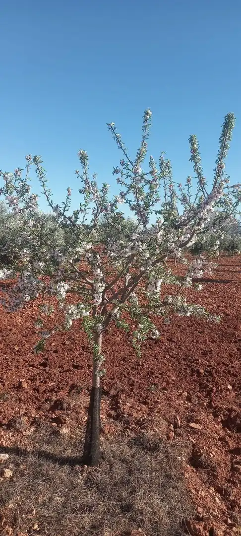 Rural land for sale in Valdepeñas, imagen 6