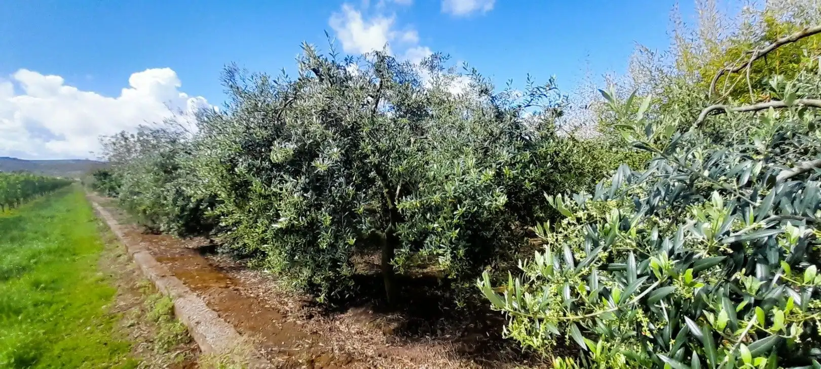 Terreni e lotti in vendita a La Portalada - Varea, imagen 31