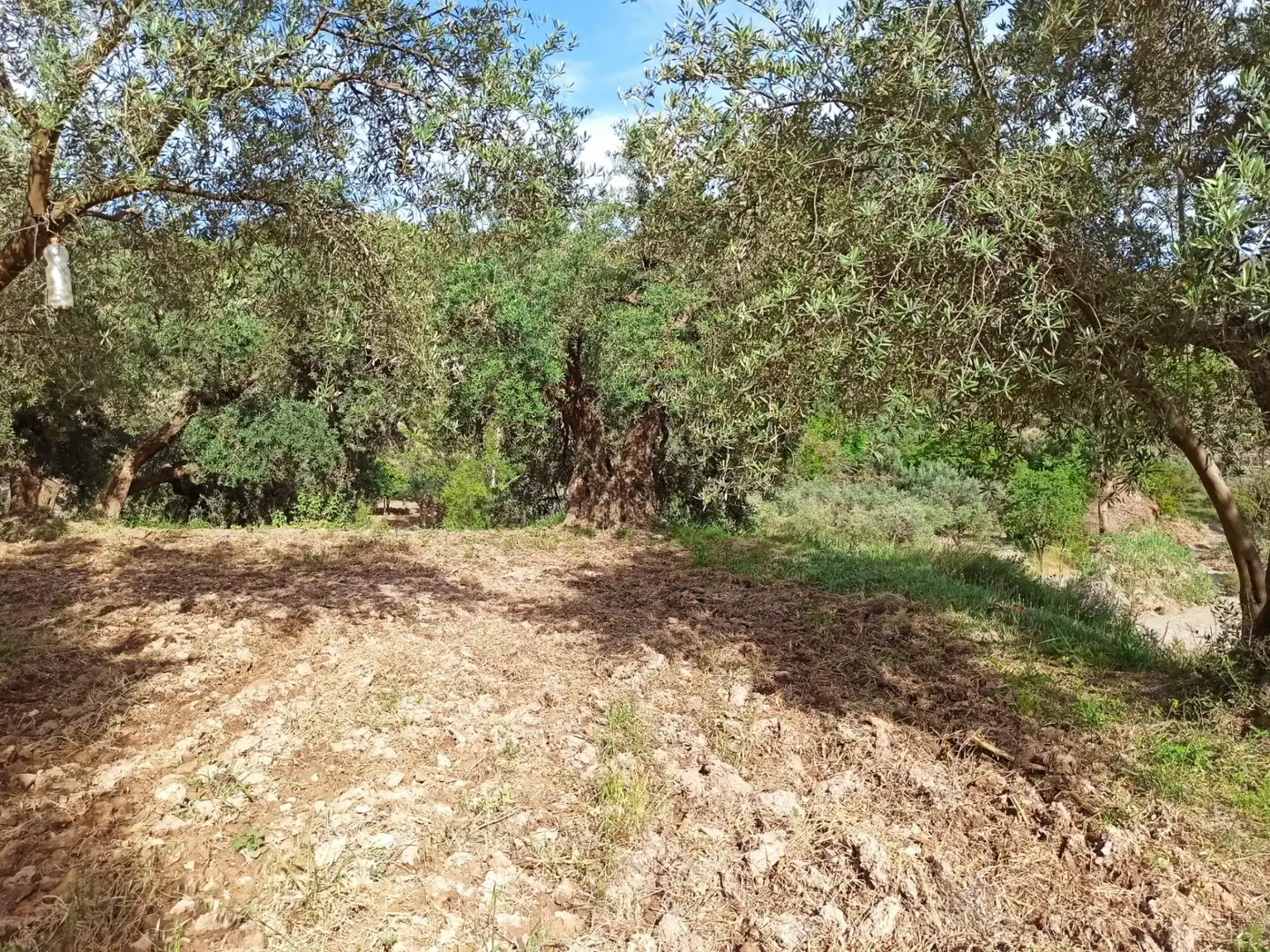 Residential land for sale in Alcolea, imagen 4