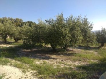 Terreno rustico in vendita a Calle TERMINO DE BAENA