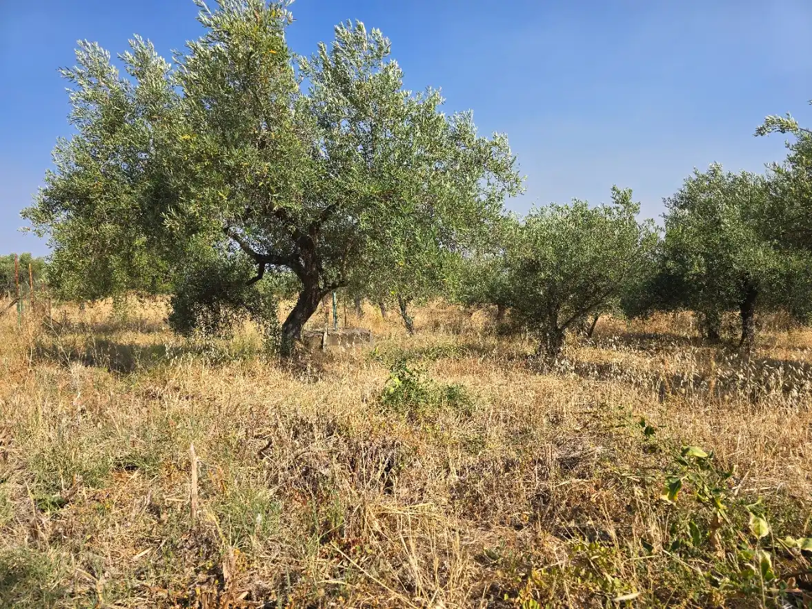Terreni e lotti in vendita a Lugar San Anton