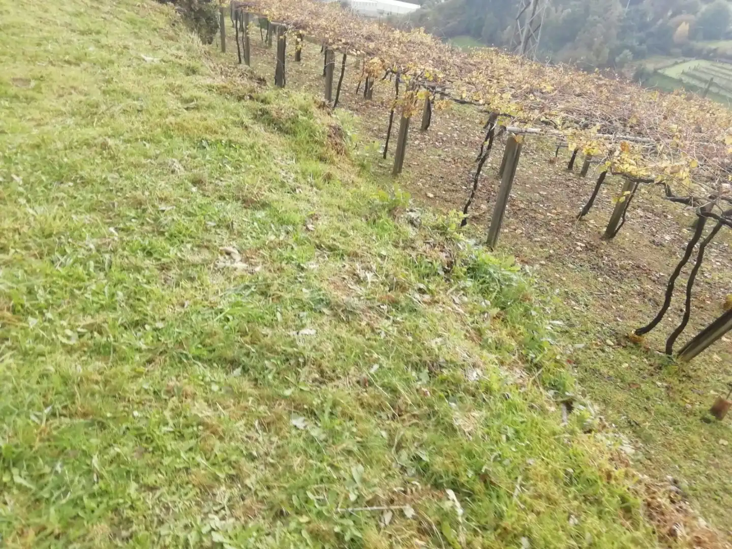 Terreno en venta en Campo Lameiro, Pontevedra
