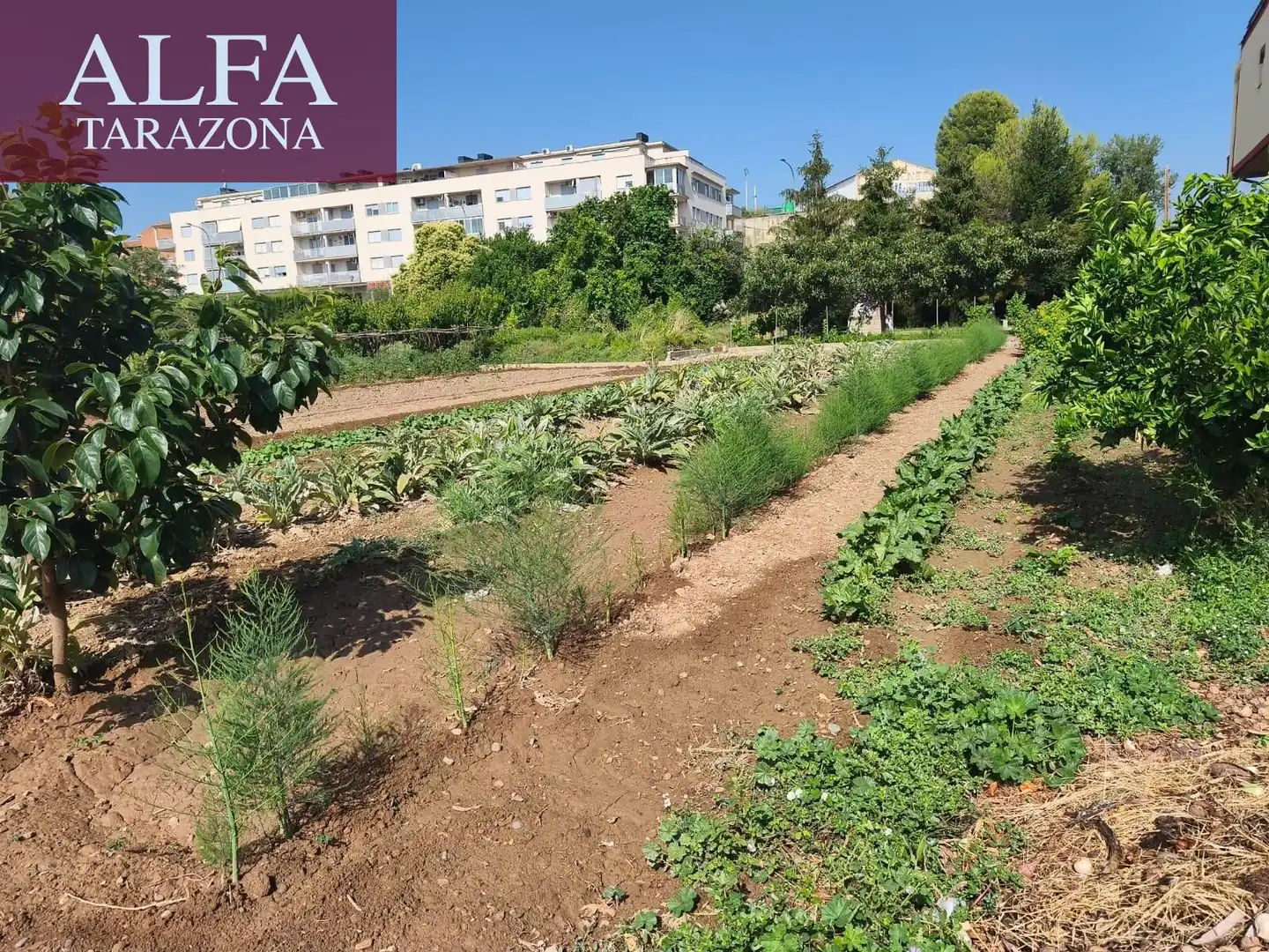 Gewerbefläche zum Verkauf in Tarazona, imagen 3