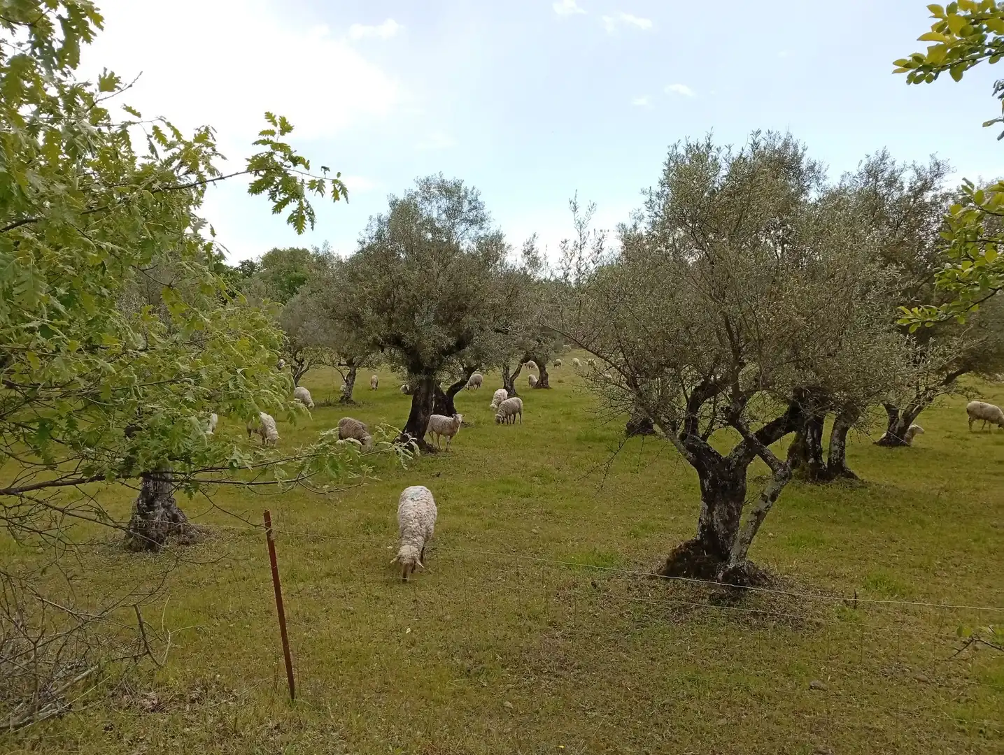 Terreni e lotti in vendita a Villanueva de la Vera, imagen 75