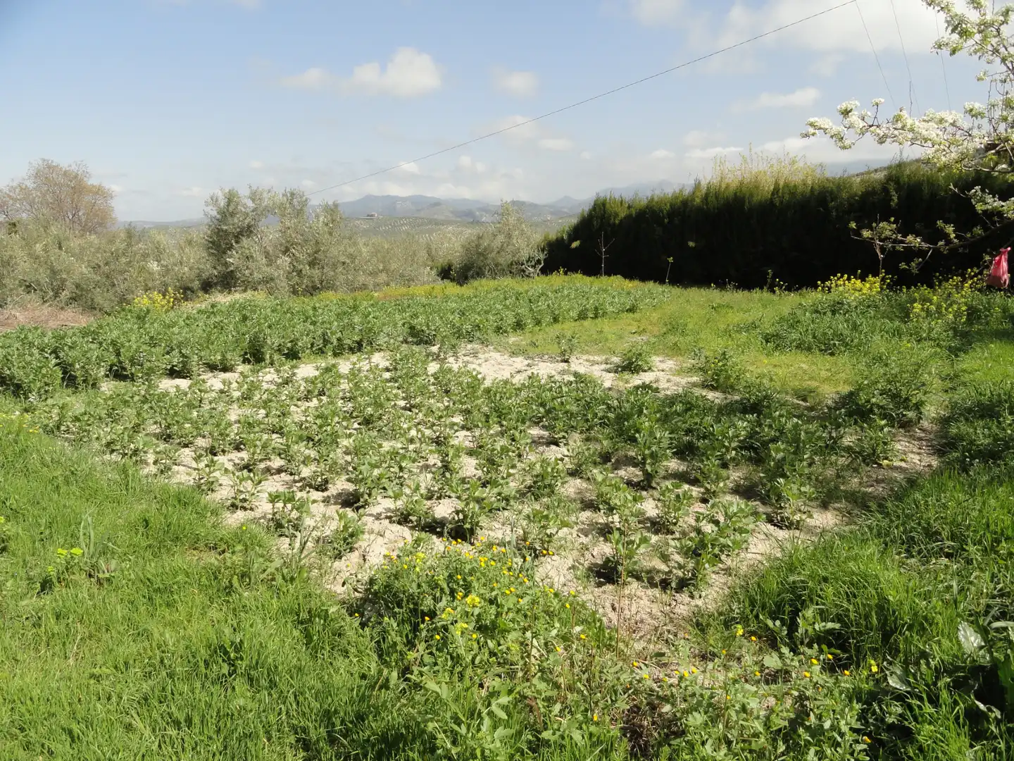 Land for sale in La Iruela