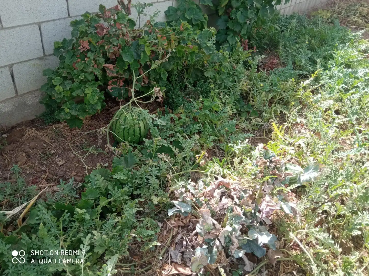 Casa o xalet en venda en Puerto Real amb Jardí privat, Piscina i Alarma