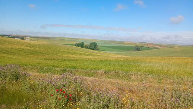 Terreno en Venta en El Berrocal