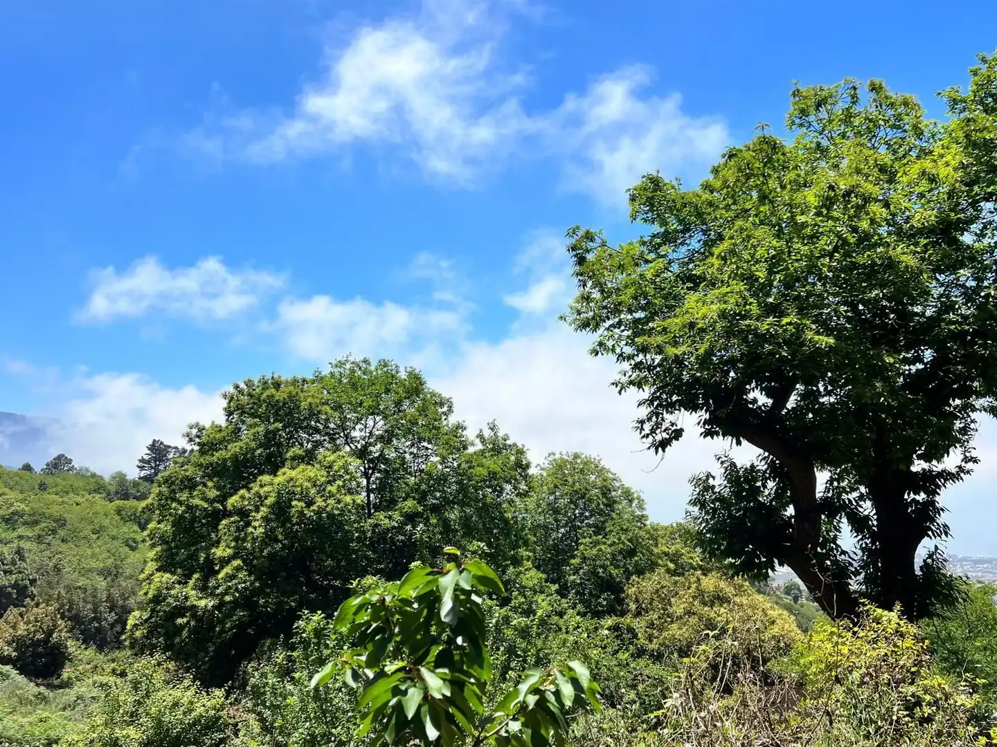 Country homes for sale in El Bebedero - Pinolere - Aguamansa