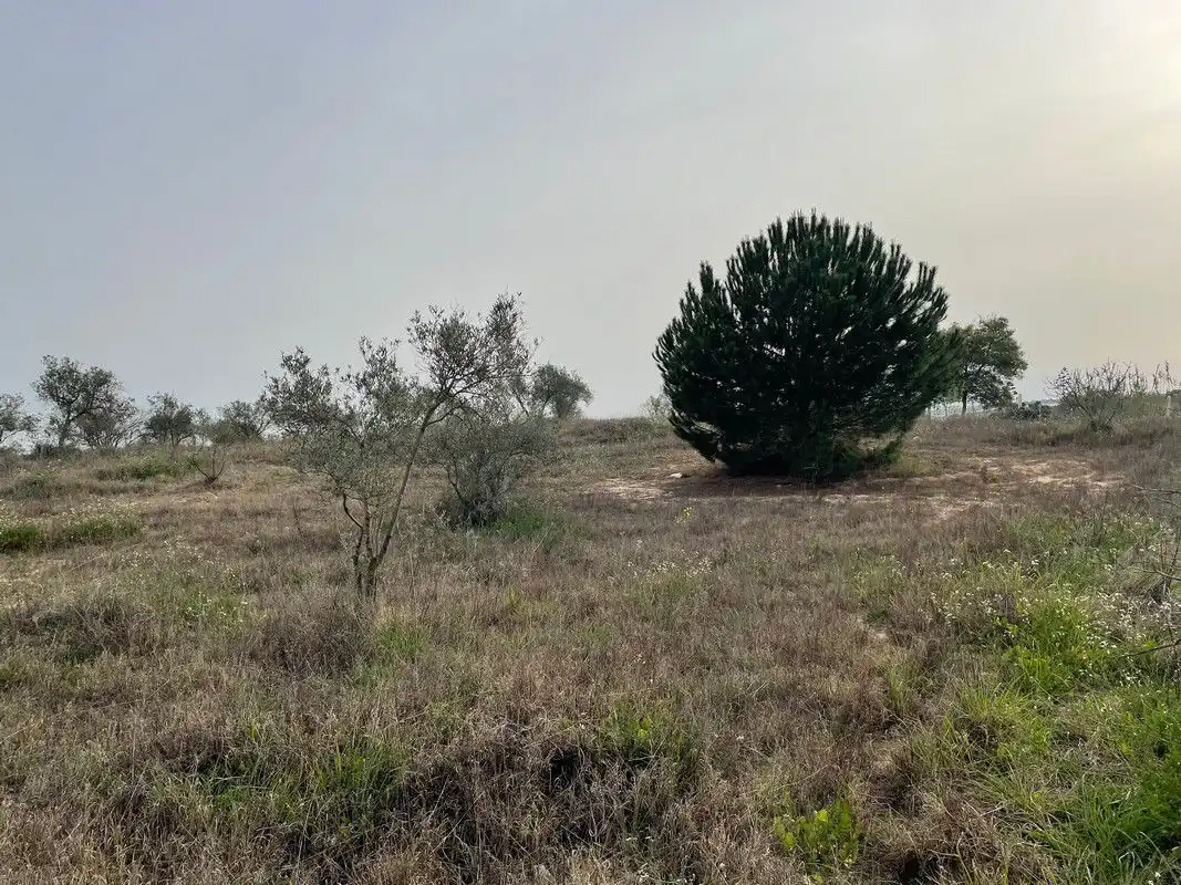 Finca rústica en venta en La Palma del Condado