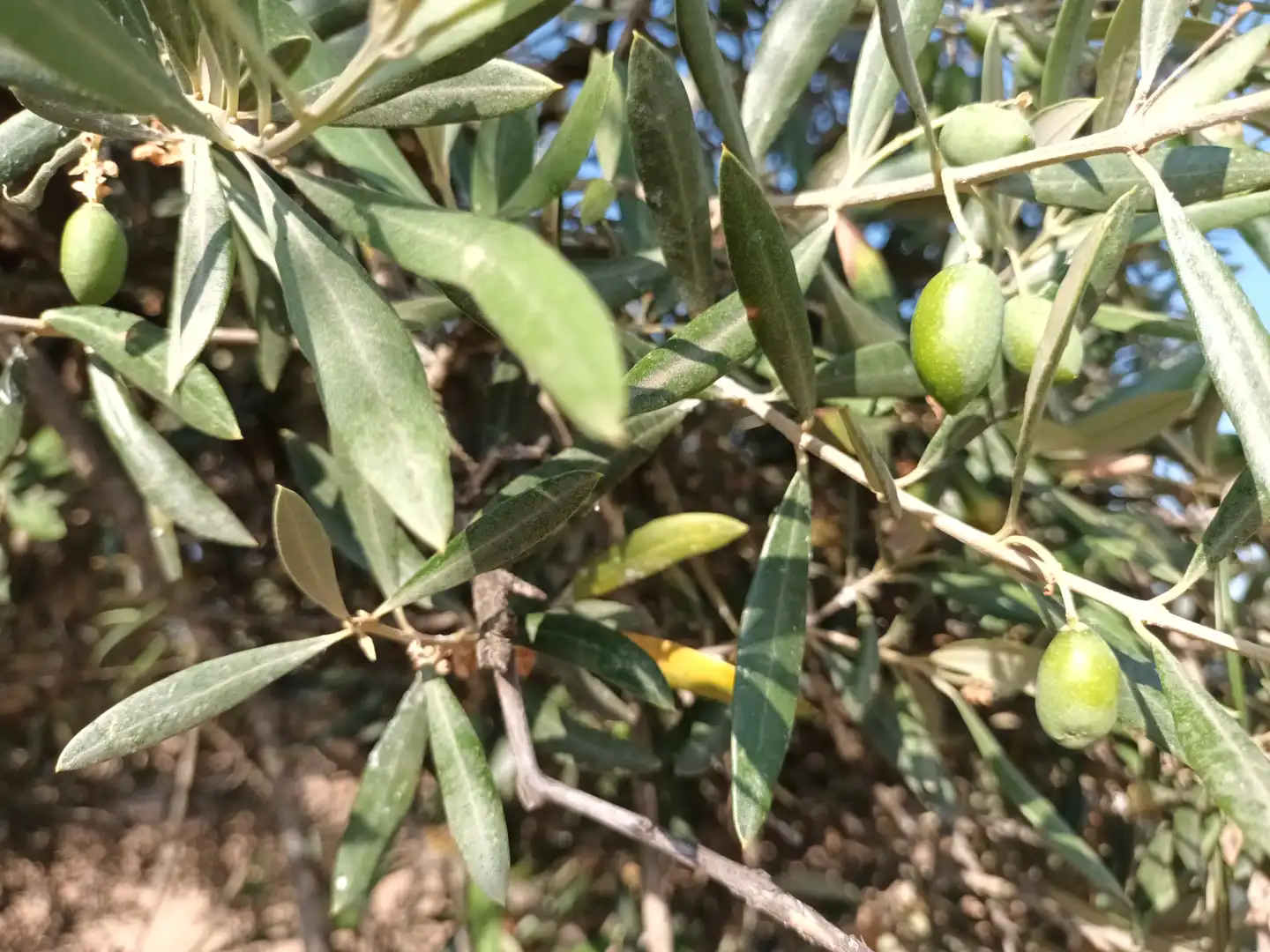 Terreni e lotti in vendita a Santisteban del Puerto, imagen 7