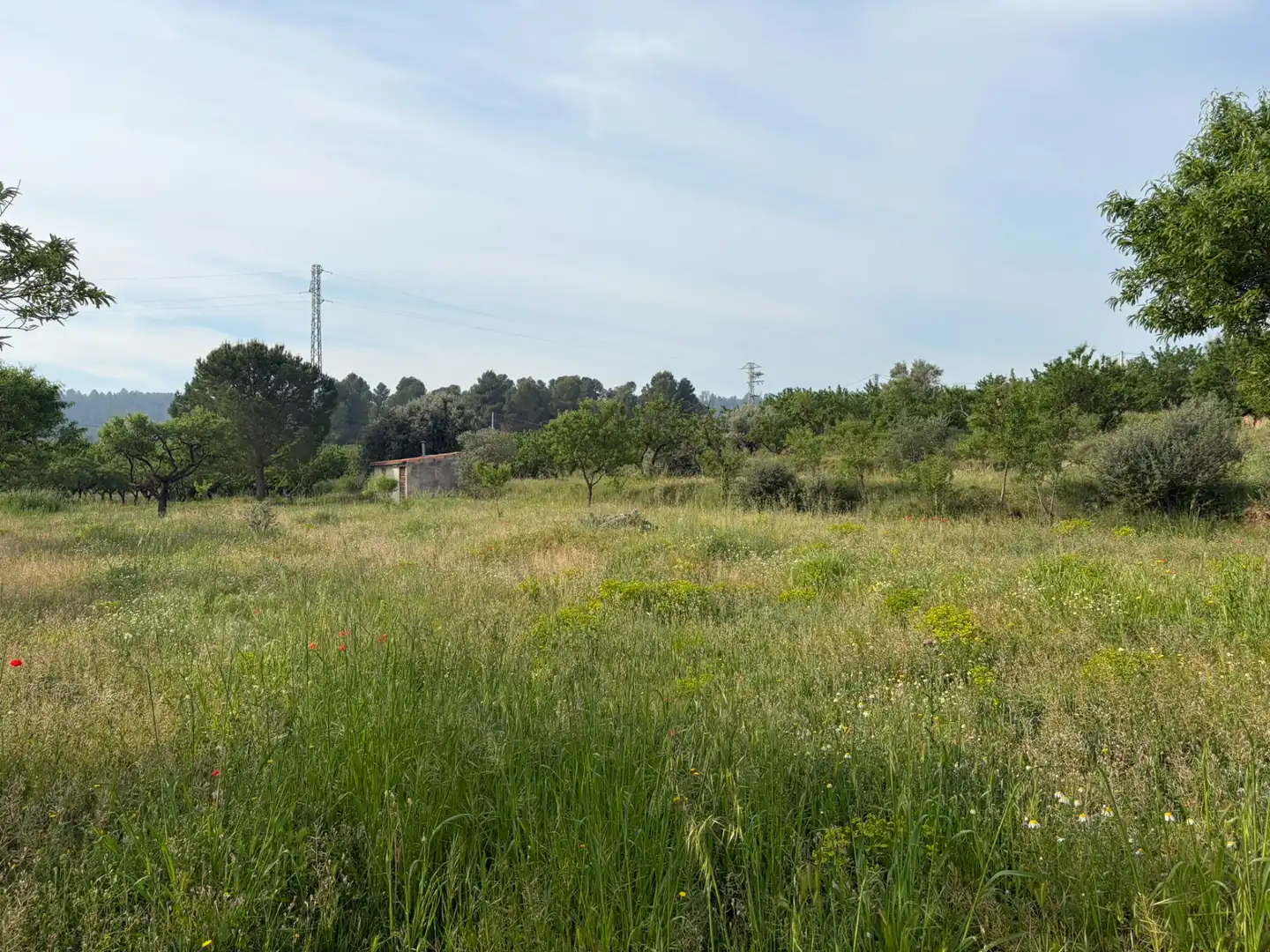 Terreno rustico in vendita a Ascó, imagen 8