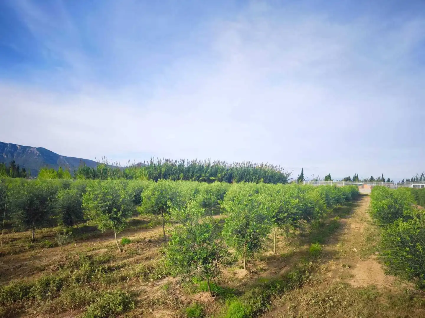 Lands and plots for sale in Fortaleny, imagen 2