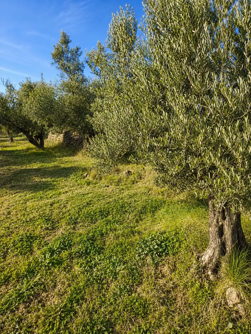 Terreno en venta en Jérica