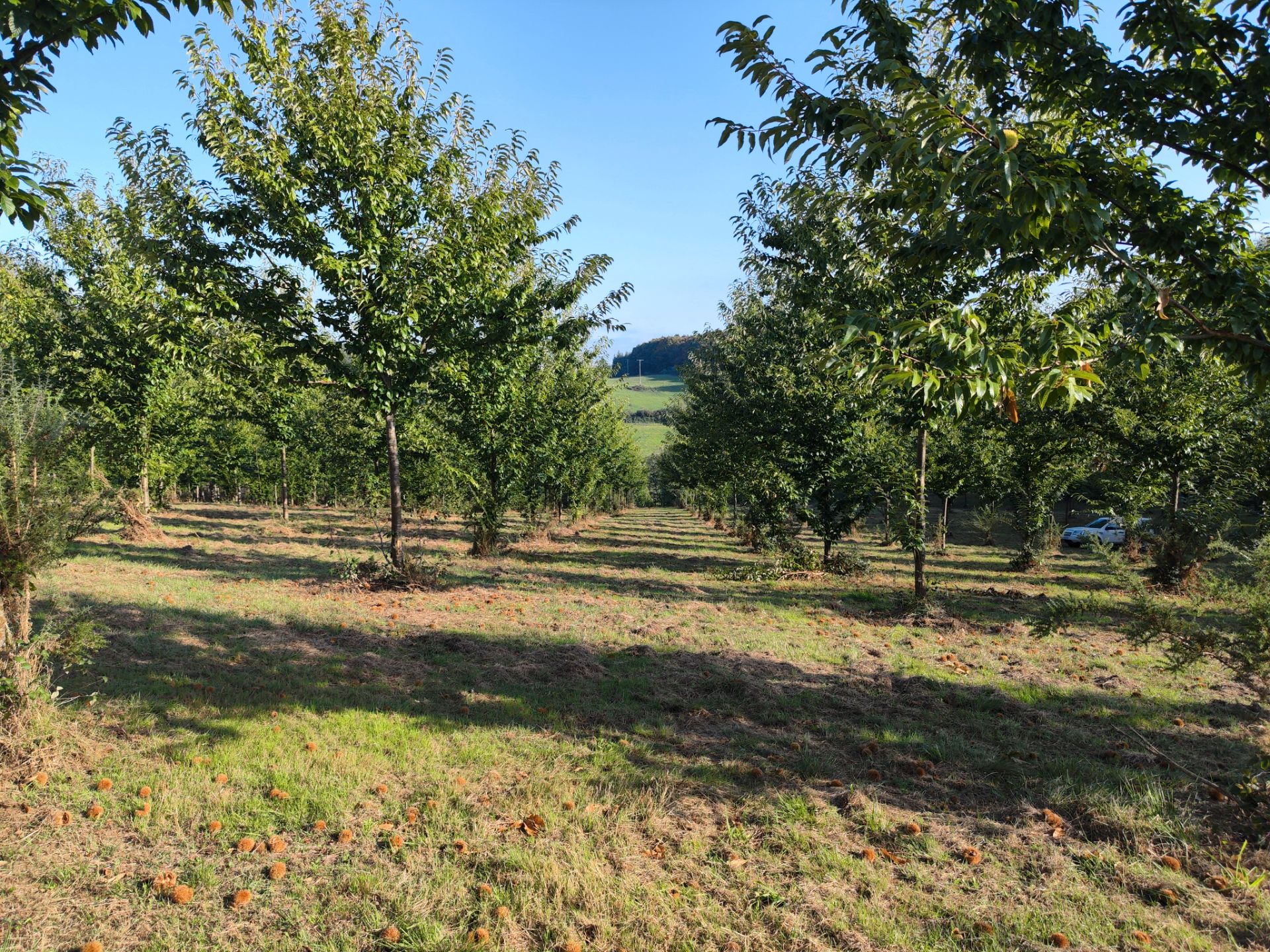 Terreno en venta en Dumbría