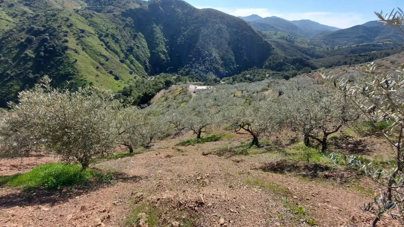 Terreni e lotti in vendita a Monda, imagen 11