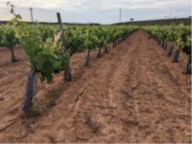 Terrain rustique à vendre à Requena, imagen 3
