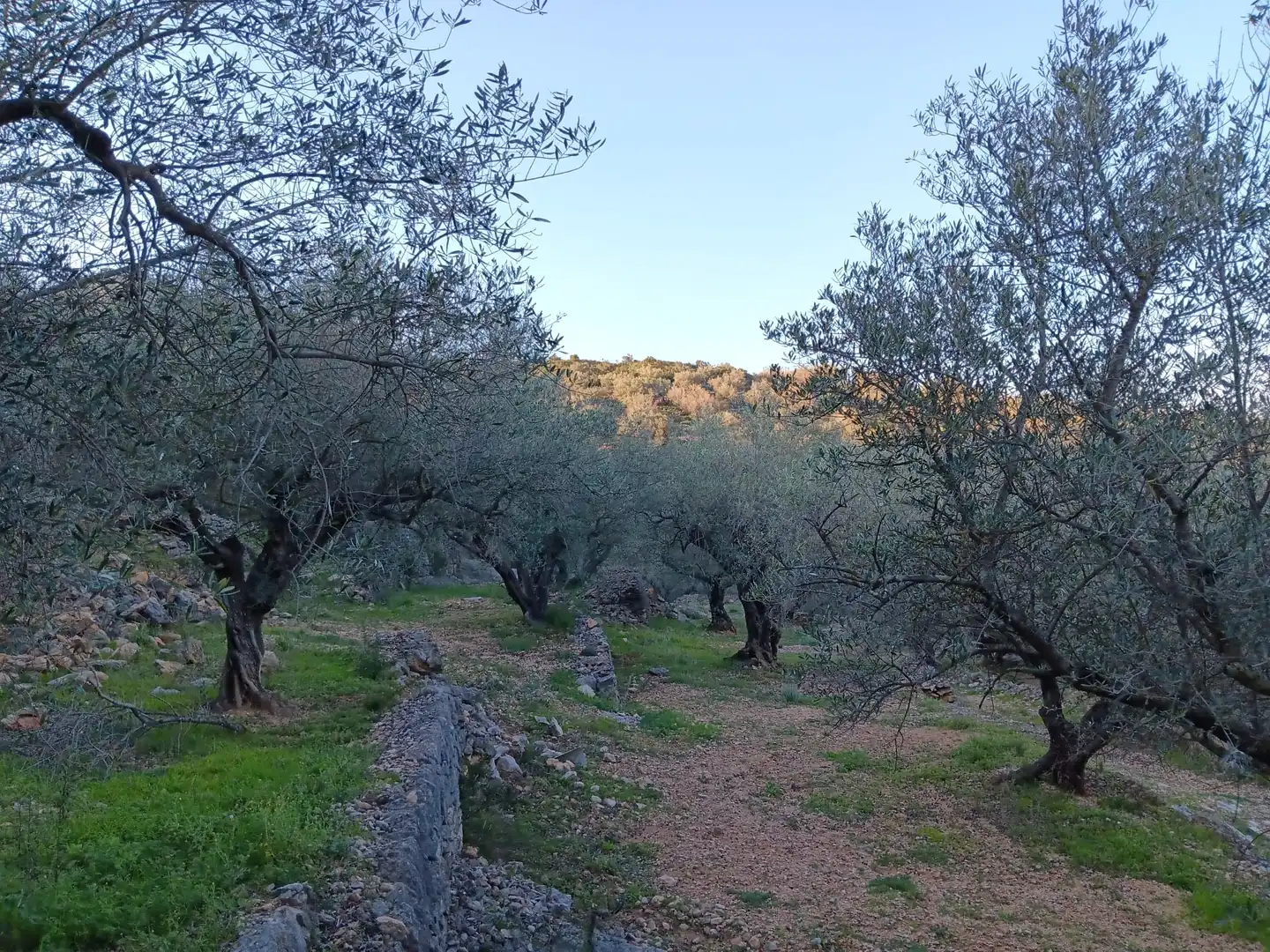 Terrenys i solars en venda a Ferreries, imagen 8