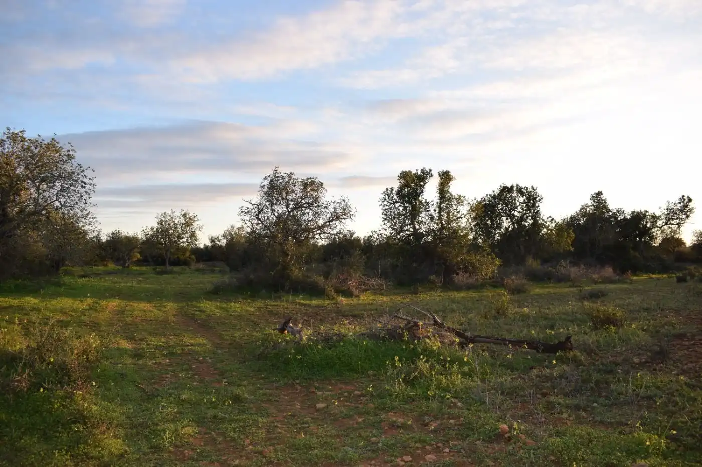 Terreno rústico en venta en Porreres, imagen 17