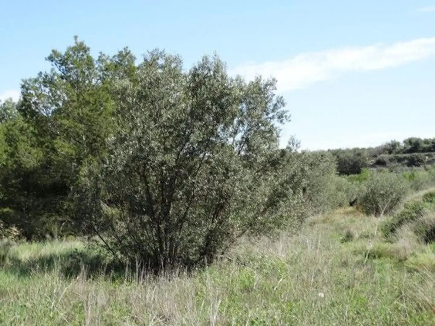 Terreny rústic en venda a Moratalla, imagen 6