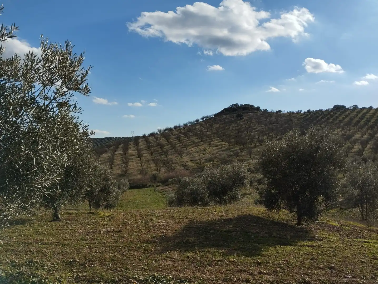 Rural land for sale in Calle Río Anzur, imagen 10