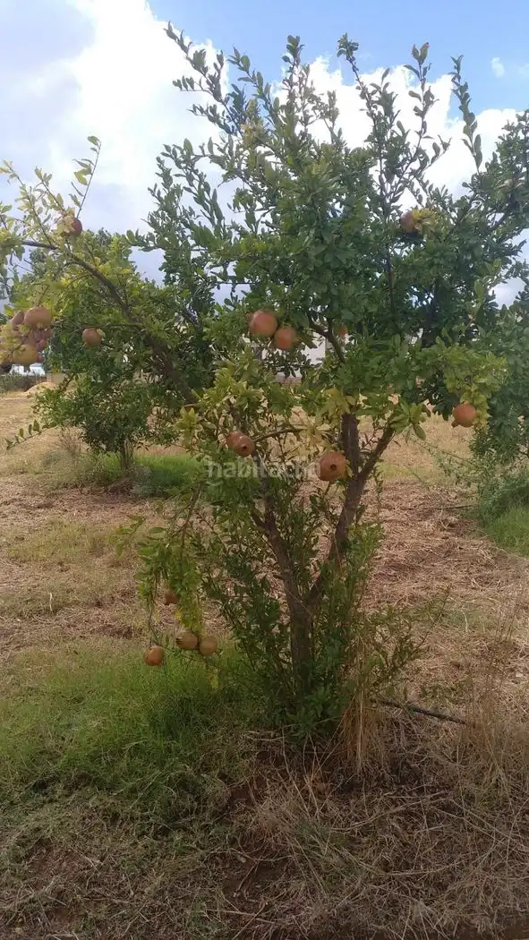 Terrenos y solares en venta en Finca la Calvilla 8
