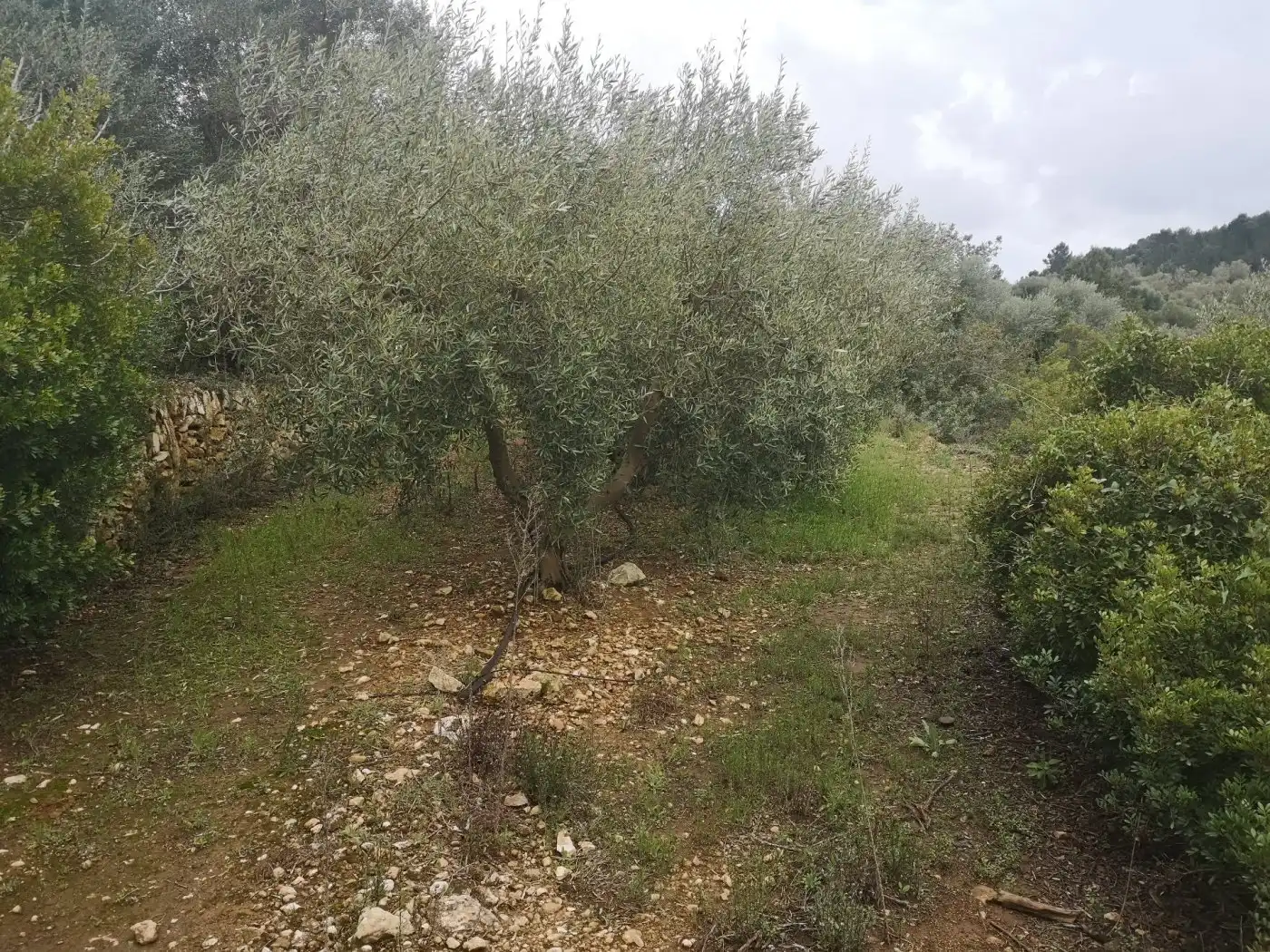 Terreno rustico in vendita a Ulldecona, imagen 11