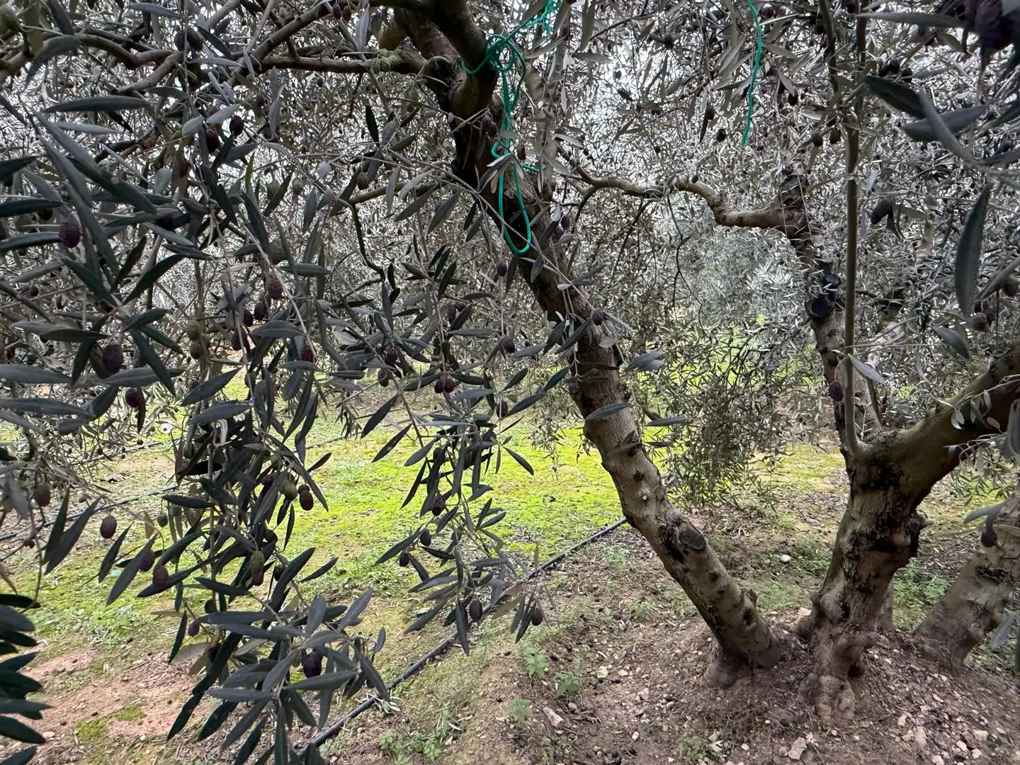 Jardín de Finca rústica en venta en Torres de Segre con Jardín privado, Terraza y Internet