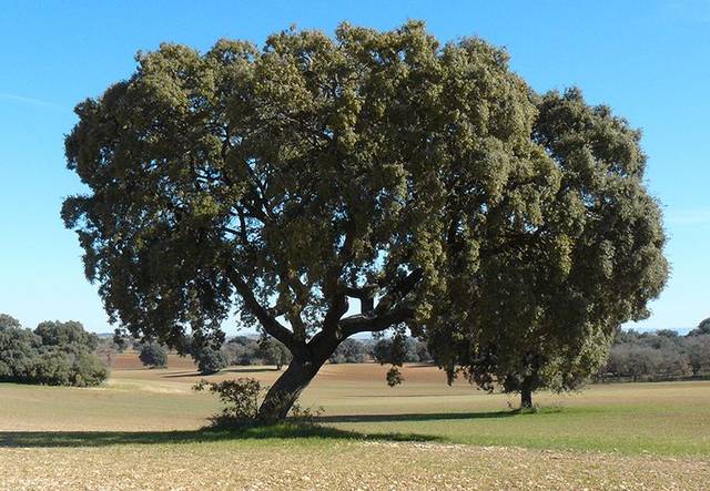 Terreno en Venta en Peralejos de Abajo