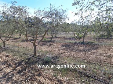 Terreno rústico en venta en Gandesa