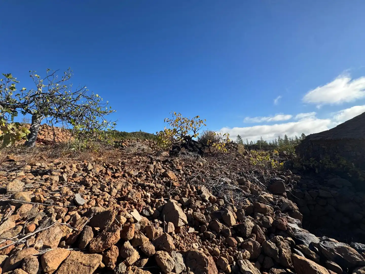 Vista exterior de Finca rústica en venta en Granadilla de Abona